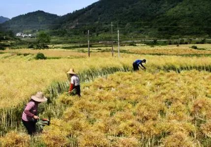 秸稈禁燒季 | 禁止一切露天焚燒秸稈行為！附縣政府禁燒通告、鎮(zhèn)政府倡議書